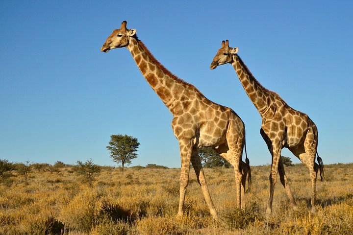 Giraffe Tala Private Game Reserve